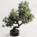 Bonsai Tree With Curved Trunk Lush Foliage And Elegant Shape For Indoor Decorative