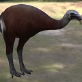 Large Brown Flying Animal With Long Neck And Legs Standing On Grassland