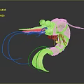 Colorful Shrimp Character With Blue Back White Eyes Long Antennae Pink Black Body And Reflection