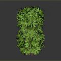 Green Leafy Plant With Lush Foliage In Cube Shape On Gray Background