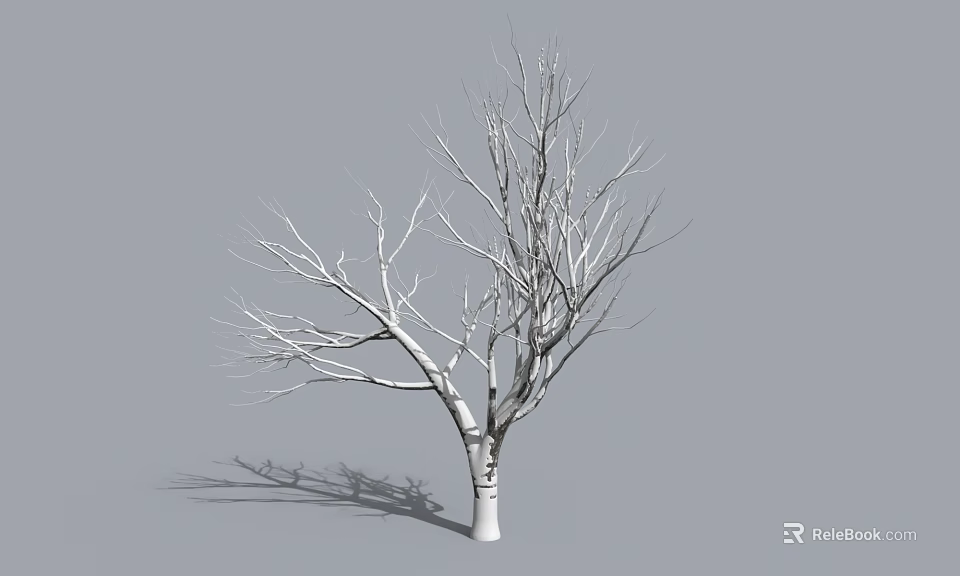 Leafless Tree with White Trunk Slender Branches and Shadow on Gray Background 3d model