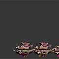 Colorful Flowers Scattered On Black Background With Pink Yellow And Other Hues