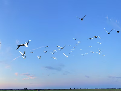 Flock of Birds Flying in Clear Blue Sky During Sunset Over Green Grassland 3d model