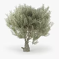 Mature Olive Tree With Thick Trunk And Lush Vibrant Green Foliage