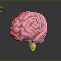 Medical Device 3D Anatomical Brain Model For Educational And Research Use 3d model
