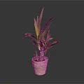 Green Leafy Indoor Plant In Beige Woven Pot Against Dark Background