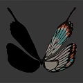 Colorful Butterfly With Spread Wings Blue Orange Patterns And Reflection