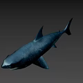 Realistic 3D Shark Model With Open Mouth And Detailed Skin Texture