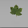 Fresh Green Plant Leaf With Visible Veins And Serrated Edges And Stalk On Gray Background
