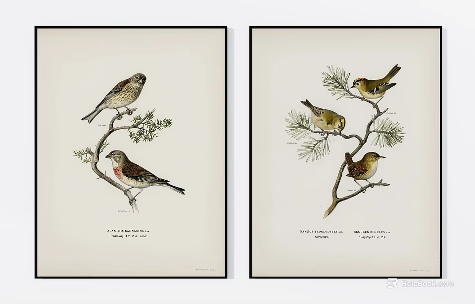 Pair Of Bird Animal Paintings With Perched Birds On Botanical Branches 3d model 