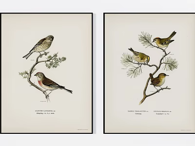 Pair Of Bird Animal Paintings With Perched Birds On Botanical Branches 3d model