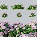 Blooming Purple Flowers with Lush Green Leaves for Garden Landscaping Decor