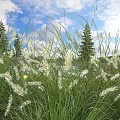 Tall Green Grass And White Flowers Under Blue Sky With Clouds Pine Trees And Rock