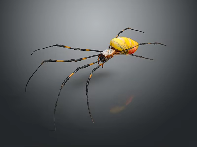 Colorful Spider With Yellow Red Abdomen And Long Black Legs On Dark Background 3d model