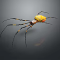 Colorful Spider With Yellow Red Abdomen And Long Black Legs On Dark Background