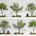 Charming Garden Ornamental Arrangements With Leafy Trees Stones And Small Plants