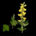 Vibrant Plant Featuring Yellow Flowers Green Leaves And Stems Against Black Background