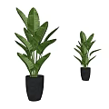 Potted Plants With Large Green Leaves In Black Pots For Indoor Decoration