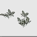 Green Fern Plants With Lush Feathery Leaves For Indoor Decorative