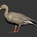 Realistic Brown Duck 3D Model Standing with Orange Feet on Dark Background