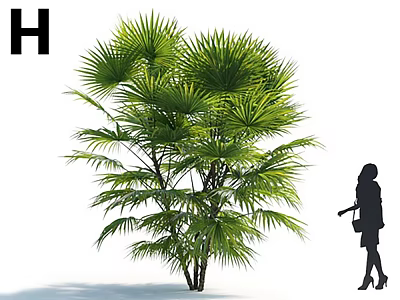 Lush Green Palm Tree With Dense Foliage And Woman Silhouette Standing Beside 3d model