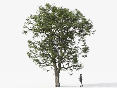 Tall Arbor With Lush Green Foliage And Thick Trunk Near Walking Person 3d model