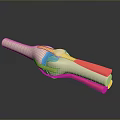 3D Knee Joint Anatomy Model With Ligaments Cartilage And Muscle Tissues