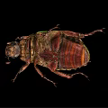 Close Up View Of Green Beetle With Shiny Exoskeleton On Black Background