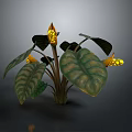 Tropical Plant With Large Green Patterned Leaves Thick Stems And Yellow Spotted Flowers