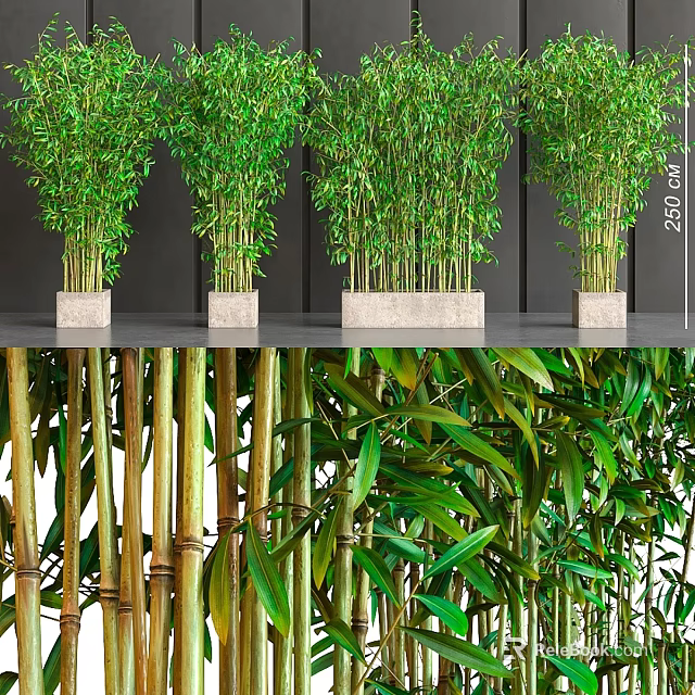Lush Green Potted Bamboo Plants as Indoor Garden Decor with Stone Containers 3d model 
