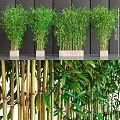 Lush Green Potted Bamboo Plants as Indoor Garden Decor with Stone Containers