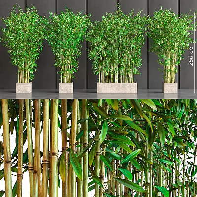 Lush Green Potted Bamboo Plants as Indoor Garden Decor with Stone Containers 3d model