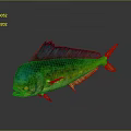 Vibrant Mahi Mahi Fish with Green Blue Yellow Colors and Shiny Scales on Dark Background