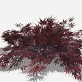 Crimson Leaf Maple Tree With Brown Trunk And Smaller Companion Plant