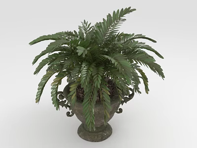Lush Green Fern Like Plant With Healthy Foliage In Ornate Decorative Planter 3d model