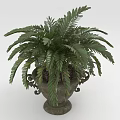 Lush Green Fern Like Plant With Healthy Foliage In Ornate Decorative Planter