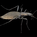 Shiny Black Beetle with Long Legs and Antennae on Black Background