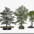 Three Different Arbor Varieties with Round and Square Planters and Diverse Leaf Shapes