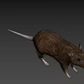 Brown Rat With Small Ears And Long Tail On White Background