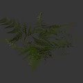 Fresh Green Fern Leaves Natural Arrangement for Home Decoration Ideas