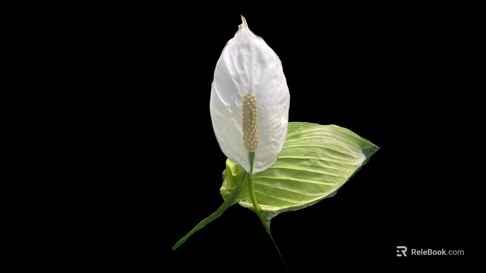 Tropical Plant With White Spathe Yellow Spadix And Green Leaves Isolated On Black Background 3d model 