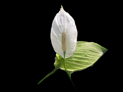 Tropical Plant With White Spathe Yellow Spadix And Green Leaves Isolated On Black Background 3d model