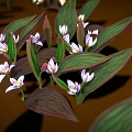 Lush Garden Plants with Green Purple Striped Leaves and Delicate White Purple Flowers