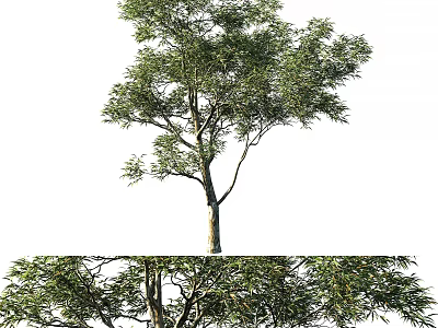 Vibrant Arbor with Thick Trunk Green Foliage and Lush Branch Canopy in Outdoor Scene 3d model