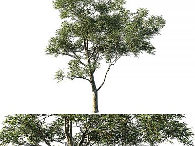 The Modern Tree 3d model