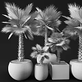 Potted Palm Plants With Green Fronds Brown Trunks In White Woven And Square Pots