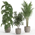 Lush Green Potted Plants With Monstera Palm And Fern For Indoor Home Decor
