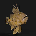 Brown Spotted Aquatic Fish with Long Dorsal Fins Yellow Eyes Open Mouth Against Black Background