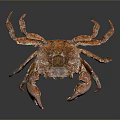Brown Crab With Large Claws On Dark Reflective Background