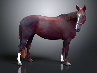 Brown Horse With White Hooves And Red Bridle In Studio Background 3d model